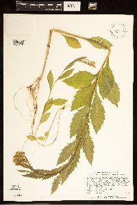 Erechtites hieraciifolius image