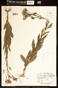 Erechtites hieraciifolius image