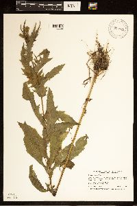 Erechtites hieraciifolius image