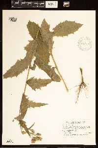 Erechtites hieraciifolius image