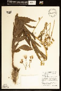 Erechtites hieraciifolius image