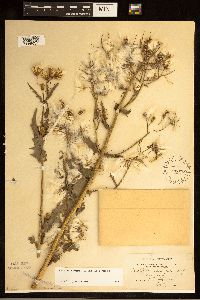 Erechtites hieraciifolius image