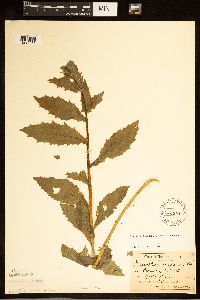 Erechtites hieraciifolius image