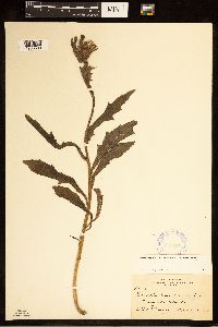 Erechtites hieraciifolius image