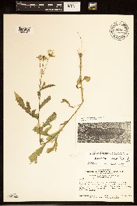 Erechtites hieraciifolius image