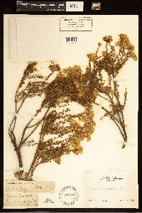 Ericameria cuneata image