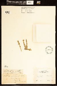 Ericameria cuneata image