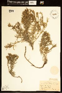 thumbnail image of current specimen