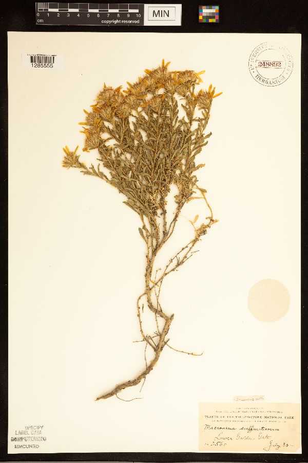 Ericameria suffruticosa image