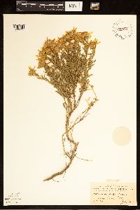 Thumbnail image of current specimen