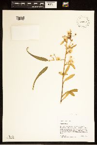 Image of Erigeron acris