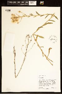 Erigeron acris image