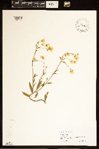 Erigeron annuus image