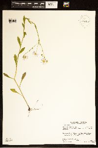 Erigeron annuus image