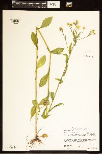 Erigeron annuus image