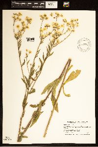 Erigeron annuus image