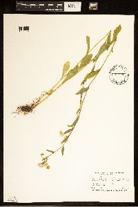 Erigeron annuus image