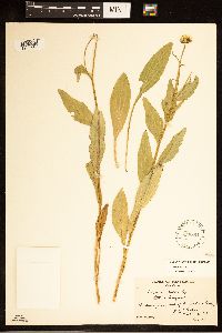 Erigeron annuus image