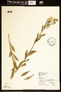Erigeron annuus image