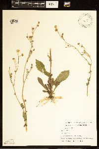 Erigeron annuus image