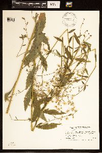 Erigeron annuus image