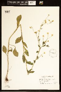 Erigeron annuus image