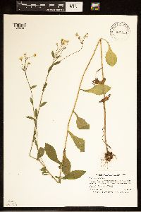 Erigeron annuus image