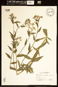 Erigeron annuus image