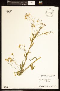 Erigeron annuus image