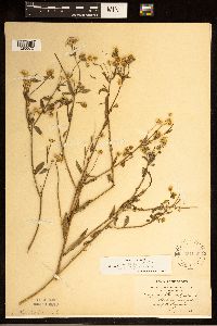 Erigeron annuus image