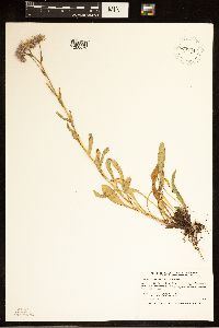 thumbnail image of current specimen