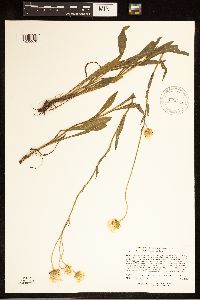 Erigeron glabellus var. pubescens image