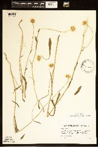 Erigeron glabellus var. pubescens image