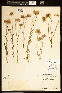 Erigeron glabellus var. pubescens image