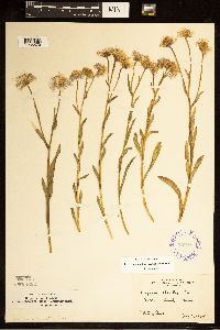 Erigeron glabellus var. pubescens image