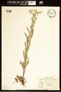 Erigeron glabellus var. pubescens image