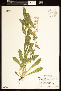 Erigeron philadelphicus image