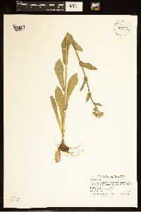 Erigeron philadelphicus image