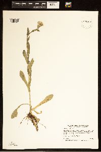 Erigeron philadelphicus image