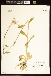 Erigeron philadelphicus image
