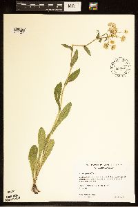 Erigeron philadelphicus image
