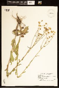 Erigeron philadelphicus image