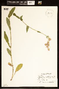 Erigeron philadelphicus image