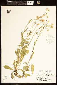 Erigeron philadelphicus image