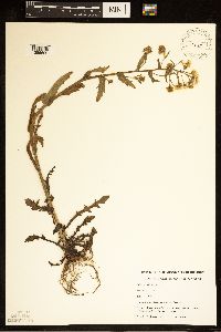 Erigeron philadelphicus image