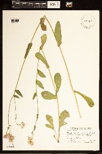 Erigeron philadelphicus image