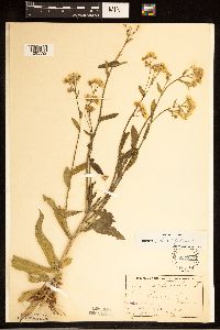 Erigeron philadelphicus image