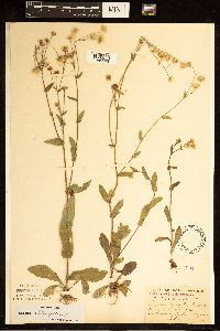 Erigeron philadelphicus image