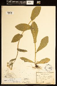 Erigeron philadelphicus image