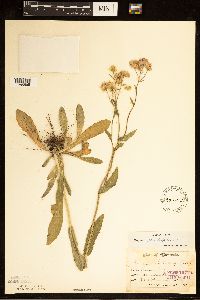 Erigeron philadelphicus image